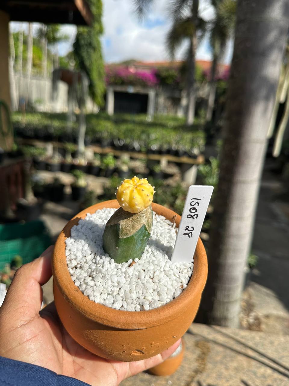 1508 28 Cacto Astrophytum Astérias Variegata