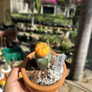 1508 29 Cacto Astrophytum Astérias Variegata