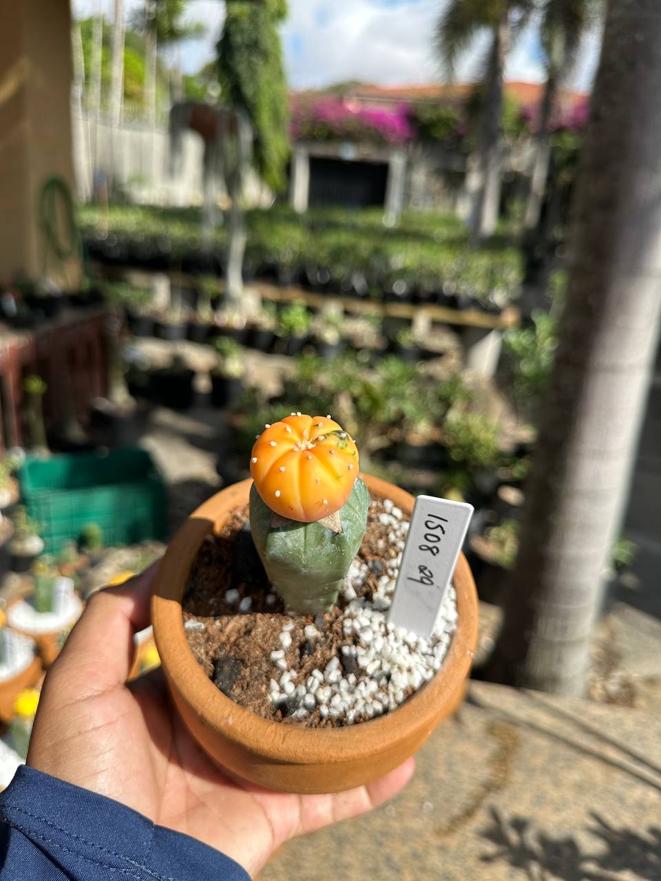1508 29 Cacto Astrophytum Astérias Variegata