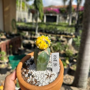 1508 30 Cacto Astrophytum Astérias Variegata