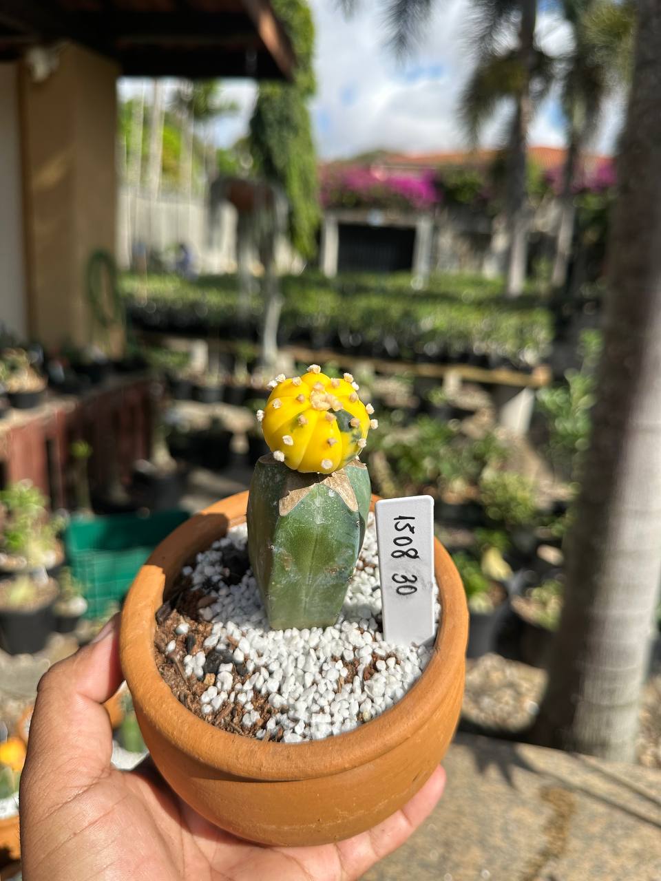 1508 30 Cacto Astrophytum Astérias Variegata
