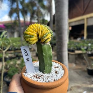 1508 31 Cacto Echinopsis Pachanoi Variegata Cristata