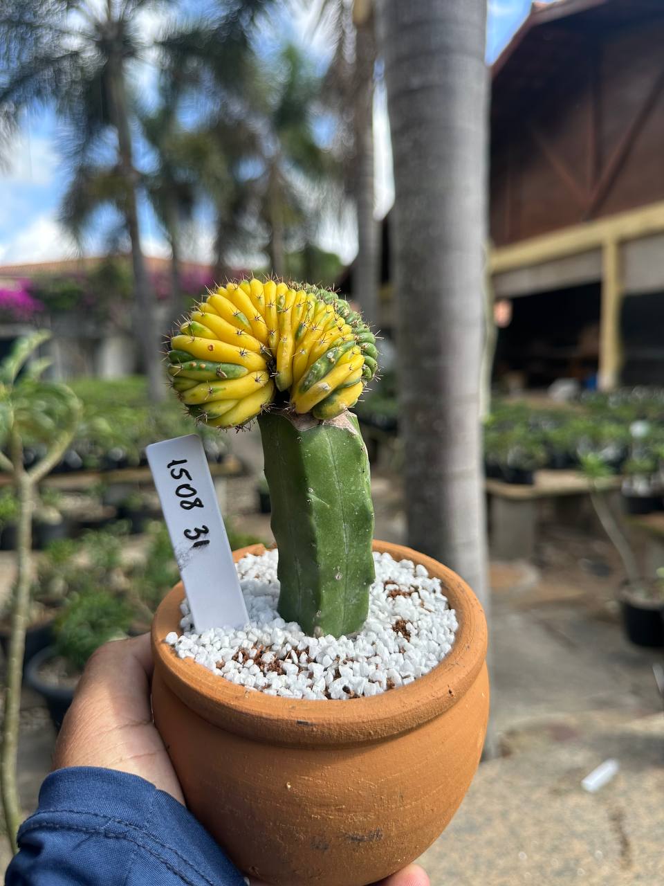 1508 31 Cacto Echinopsis Pachanoi Variegata Cristata
