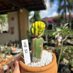 1508 32 Cacto Echinopsis Pachanoi Variegata Cristata