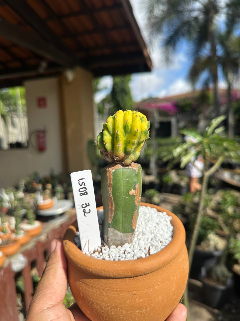1508 32 Cacto Echinopsis Pachanoi Variegata Cristata