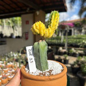 1508 33 Cacto Echinopsis Pachanoi Variegata Cristata
