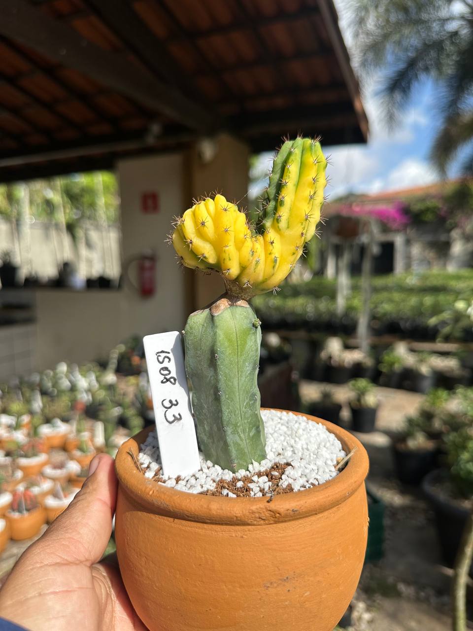 1508 33 Cacto Echinopsis Pachanoi Variegata Cristata