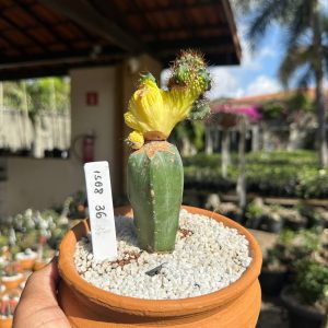 1508 36 Cacto Cereus Peruvianus F. Mostruosa Crestata Variegata