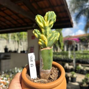 1508 37 Cacto Myrtilo Geometranz Cristata Variegata