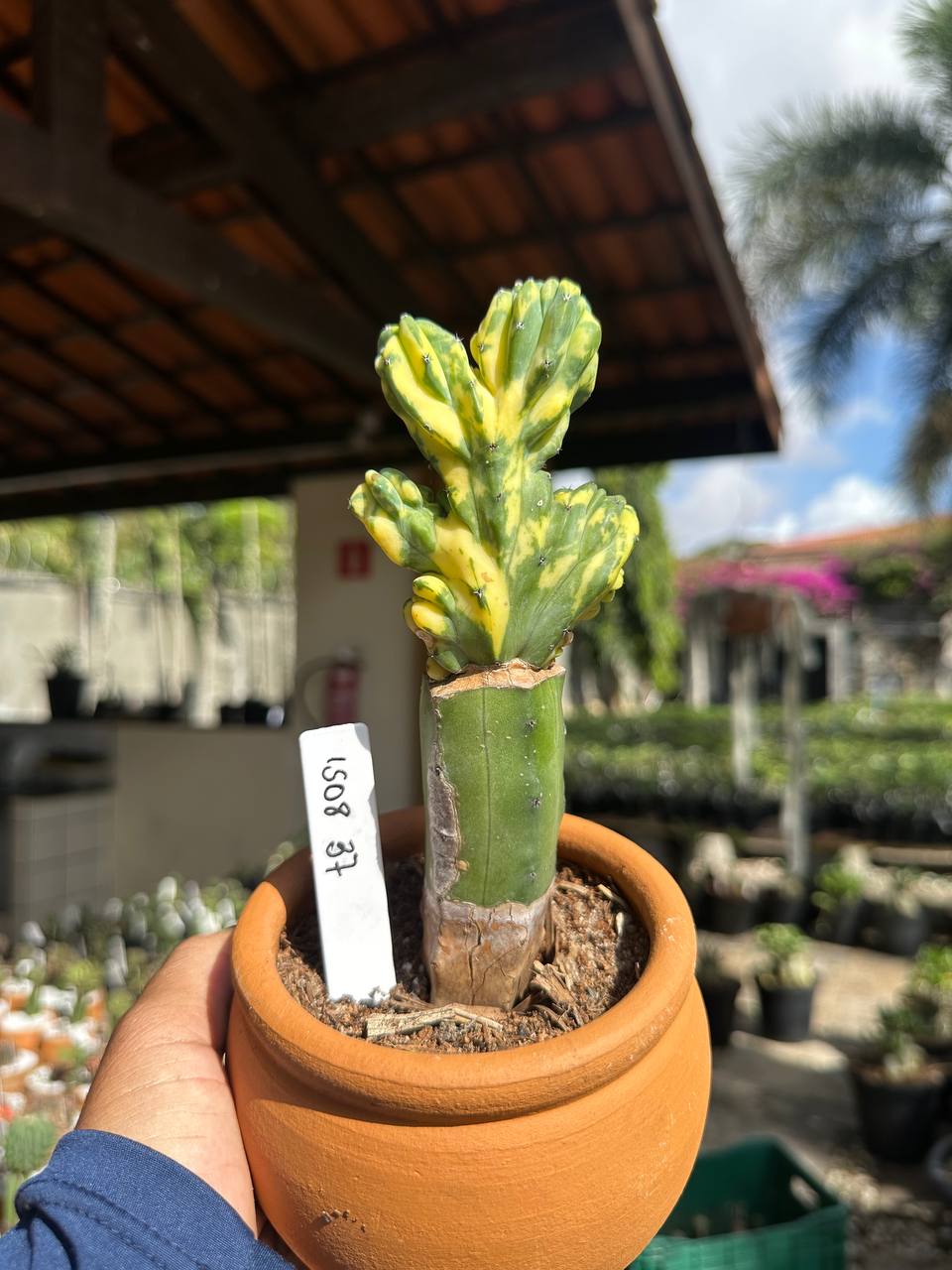 1508 37 Cacto Myrtilo Geometranz Cristata Variegata