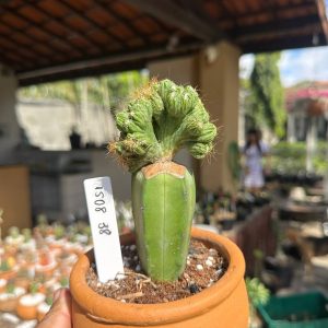 1508 38 Cacto Cacto Repandus Cereus Peruvianus Monstrose