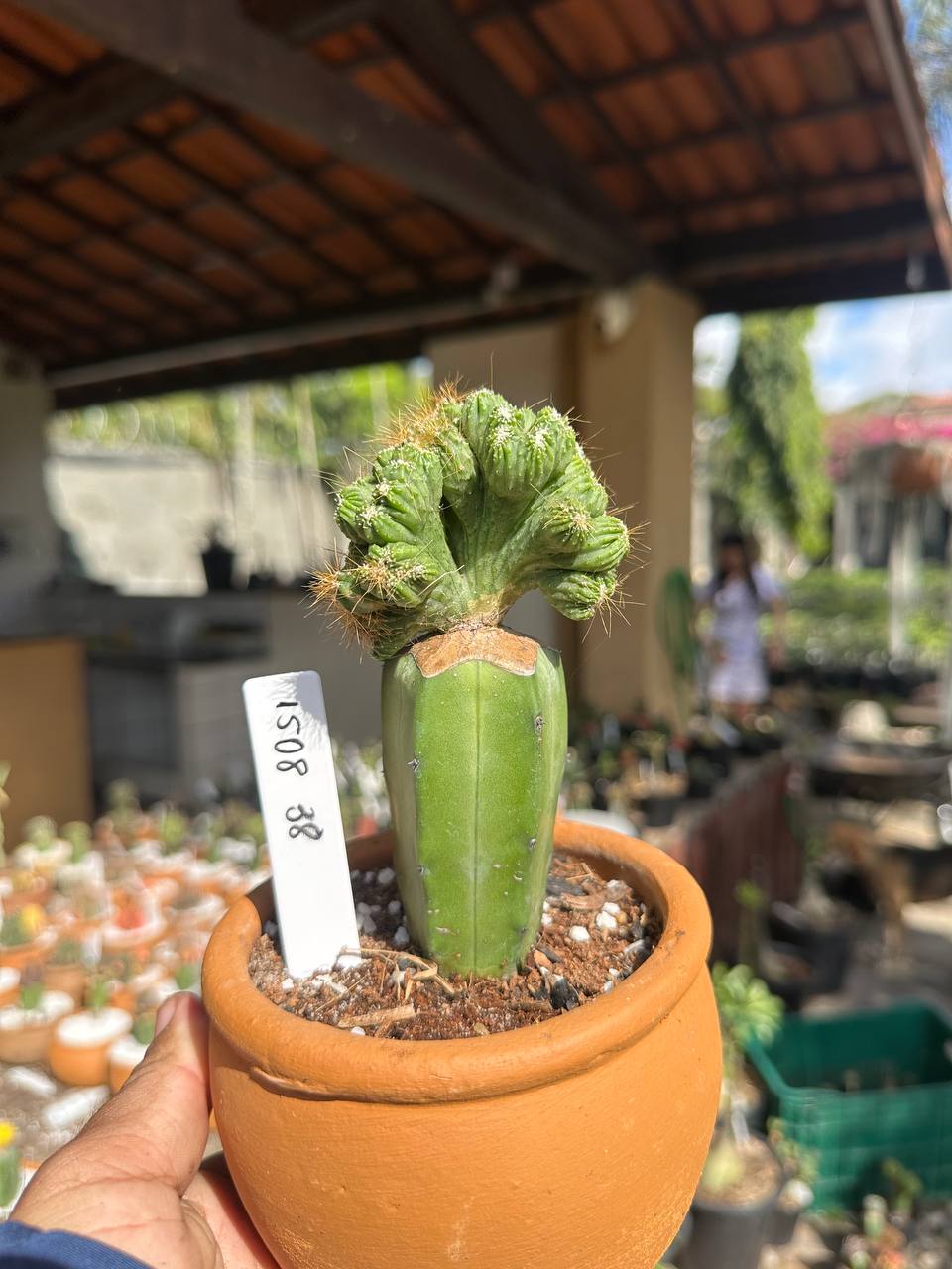 1508 38 Cacto Cacto Repandus Cereus Peruvianus Monstrose
