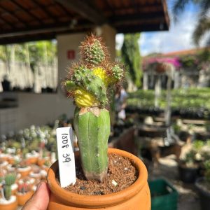 1508 39 Cacto Cereus Peruvianus F. Mostruosa Crestata Variegata