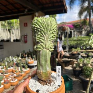 1508 40 Cacto Myrtillocactus Geometrizans F. Cristata