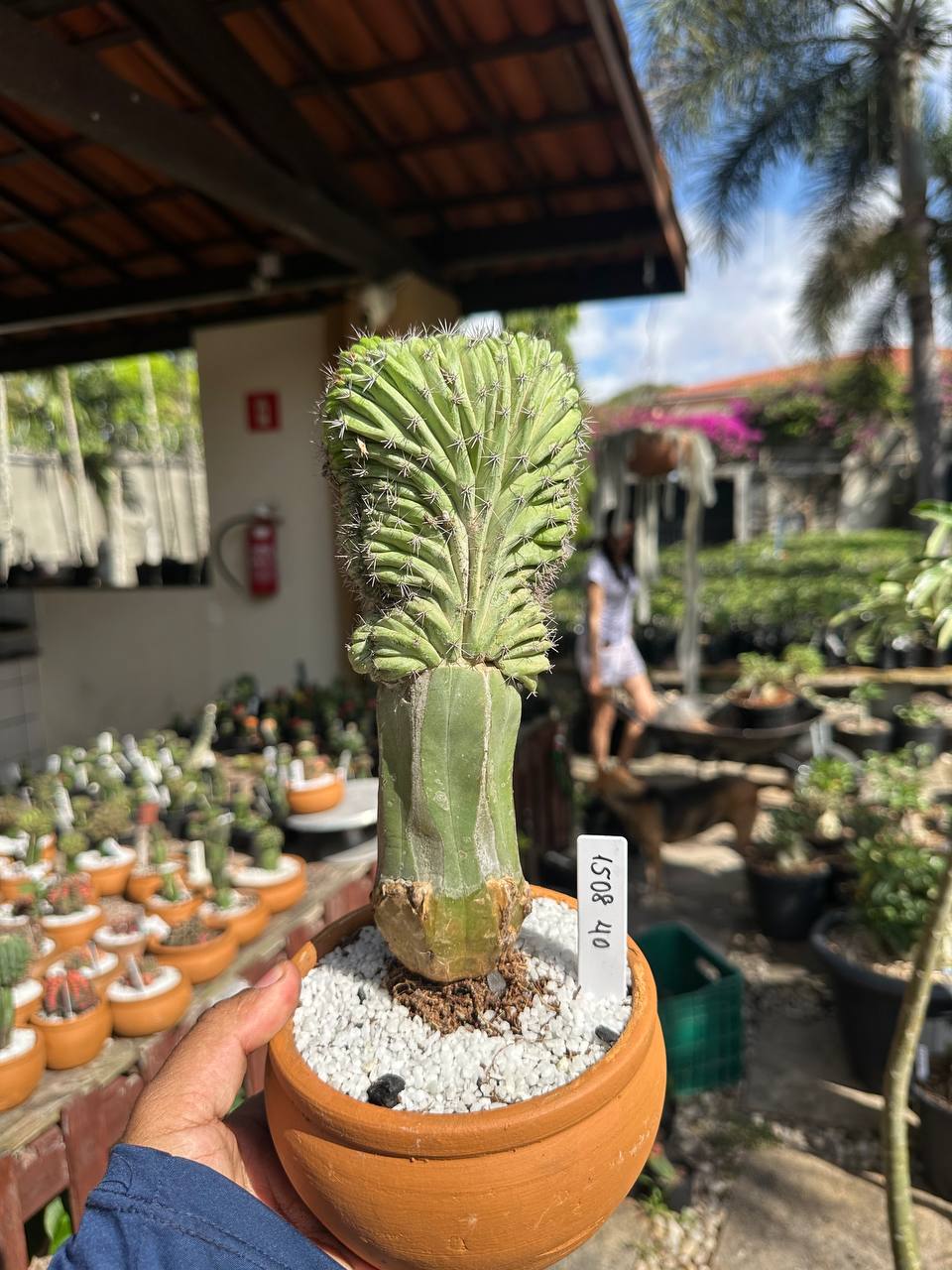 1508 40 Cacto Myrtillocactus Geometrizans F. Cristata