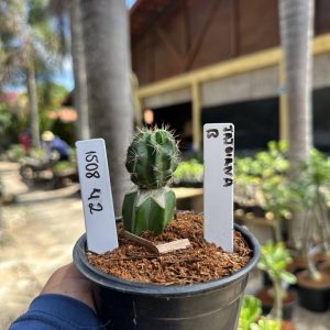 1508 42 Cacto Jajoiana