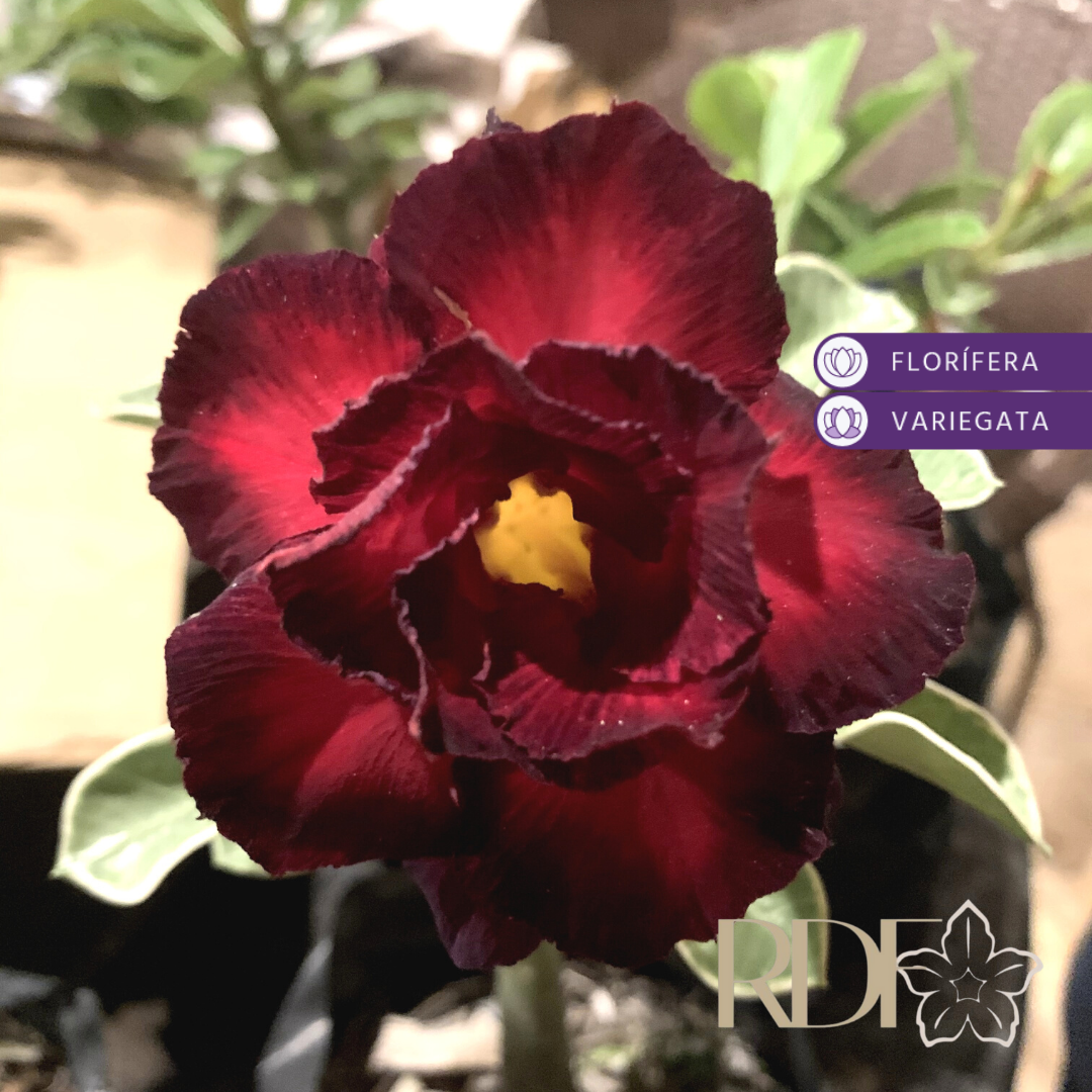 avaria - Rosa do Deserto Red Variegata