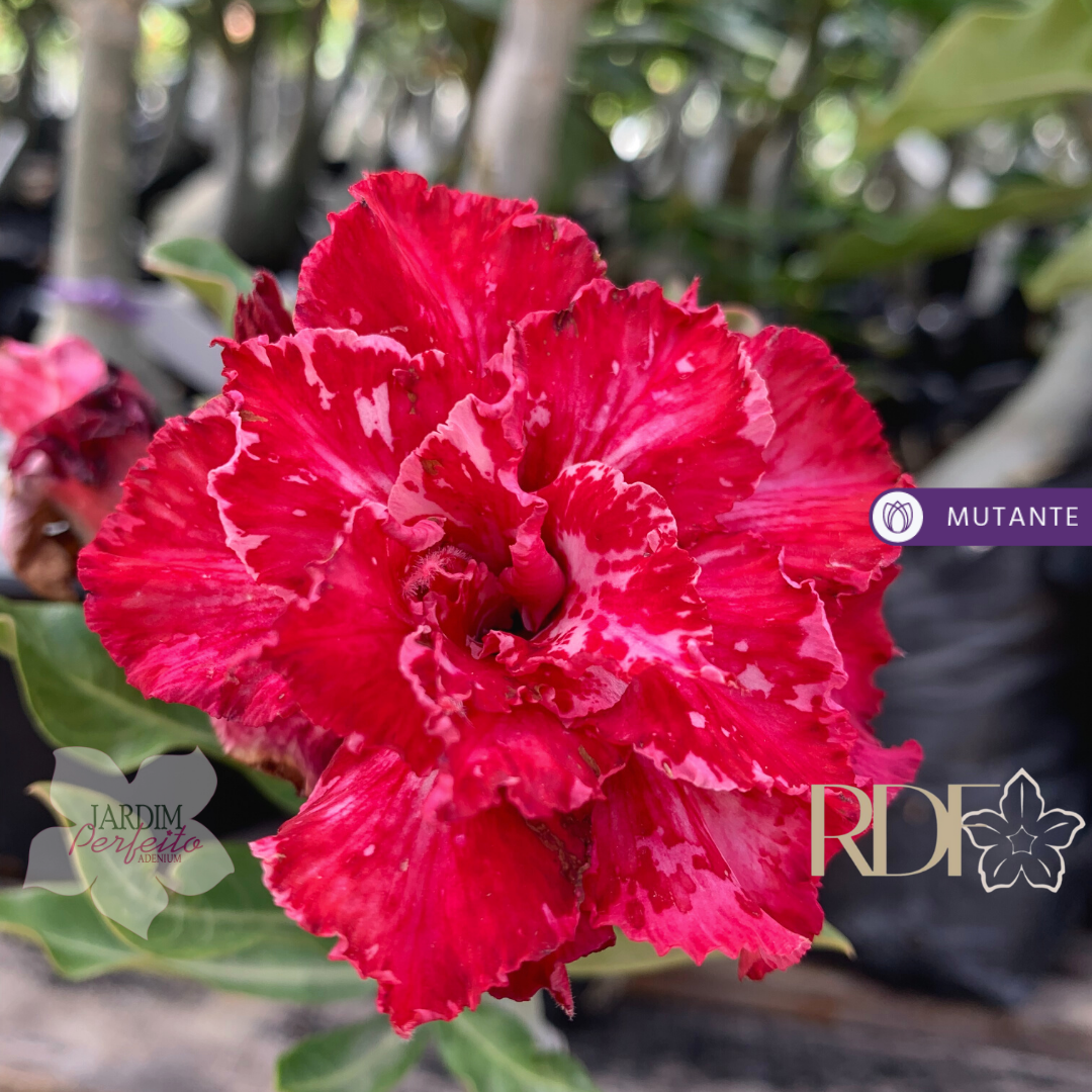 Avaria - Rosa do Deserto Angus - Imagem 2
