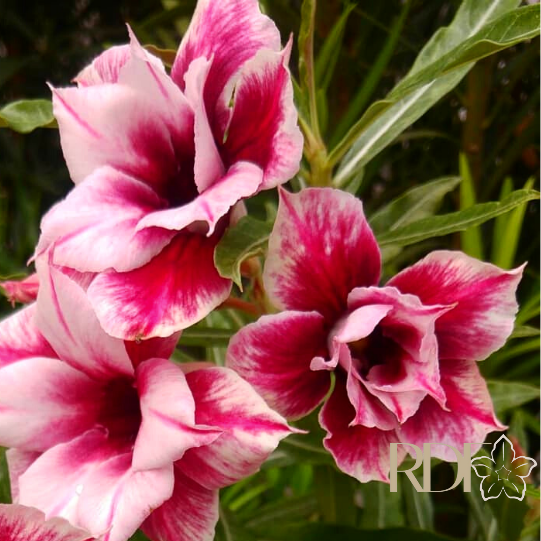 Avaria - Rosa Do Deserto Stella - Imagem 2