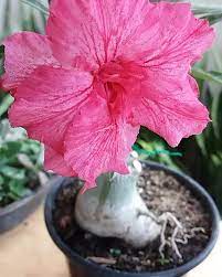 Avaria - Rosa do Deserto Tule - Imagem 2