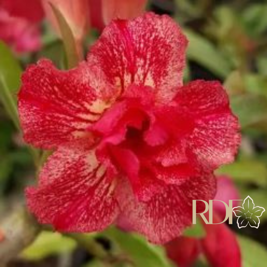 Avaria - Rosa do Deserto Tule