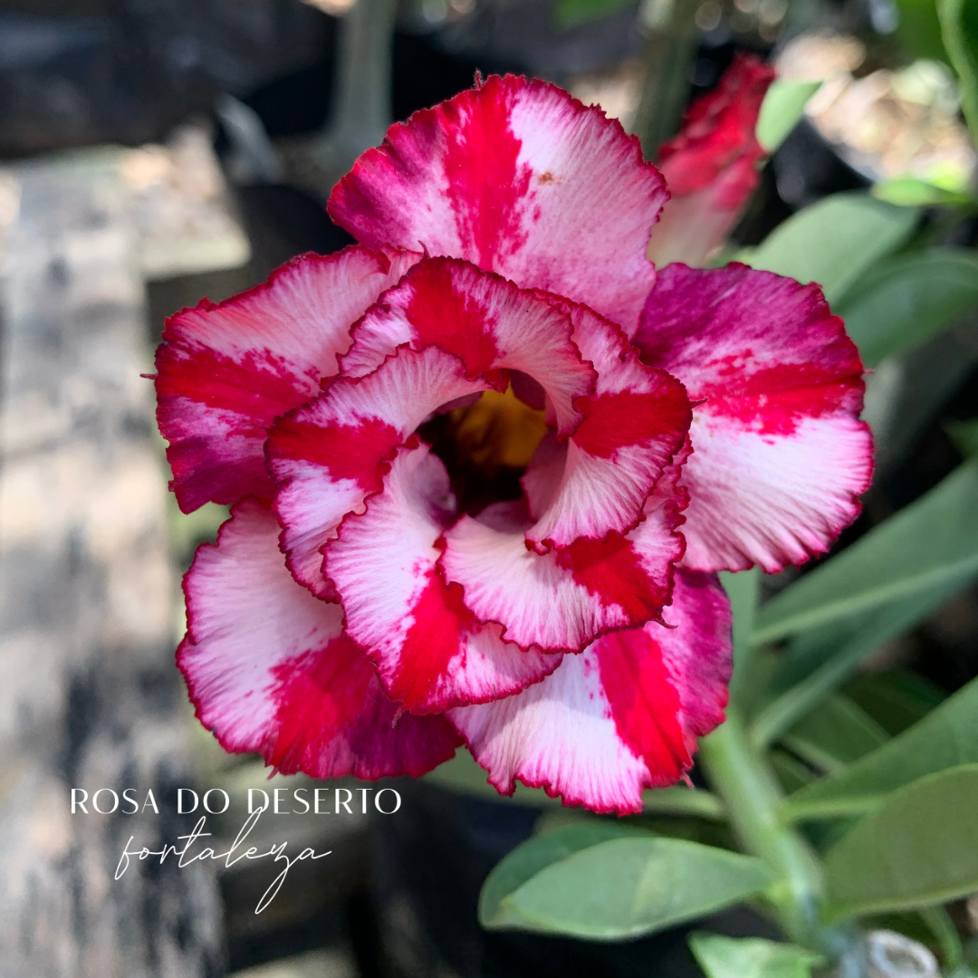 1708 17 Rosa do Deserto Cristal - Imagem 2
