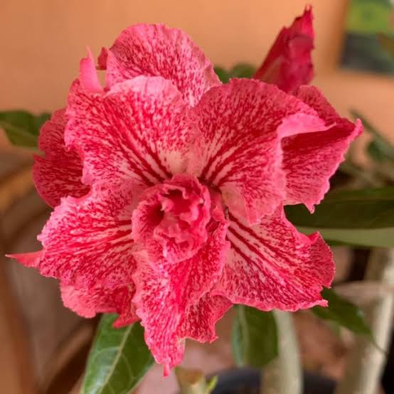 1708 22 Rosa do Deserto Renda - Imagem 2