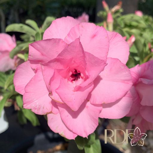 1308 58 Rosa do Deserto Pathumma - Imagem 2