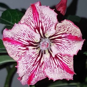 Avaria - Rosa Do Deserto Infinity