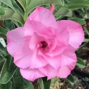 Avaria - Rosa do Deserto Pathumma