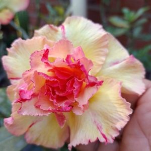 Avaria - Rosa do deserto Graciele