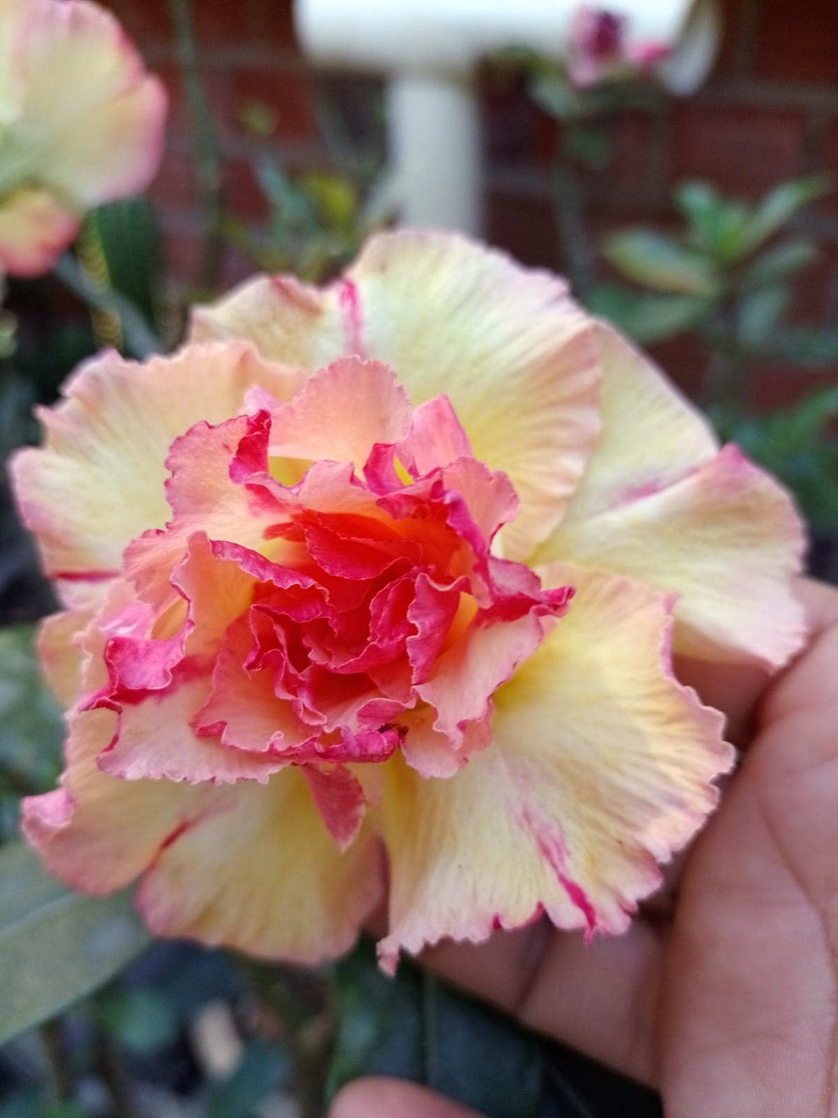 Avaria - Rosa do deserto Graciele