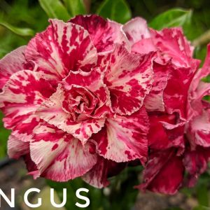 Avaria - Rosa do Deserto Angus