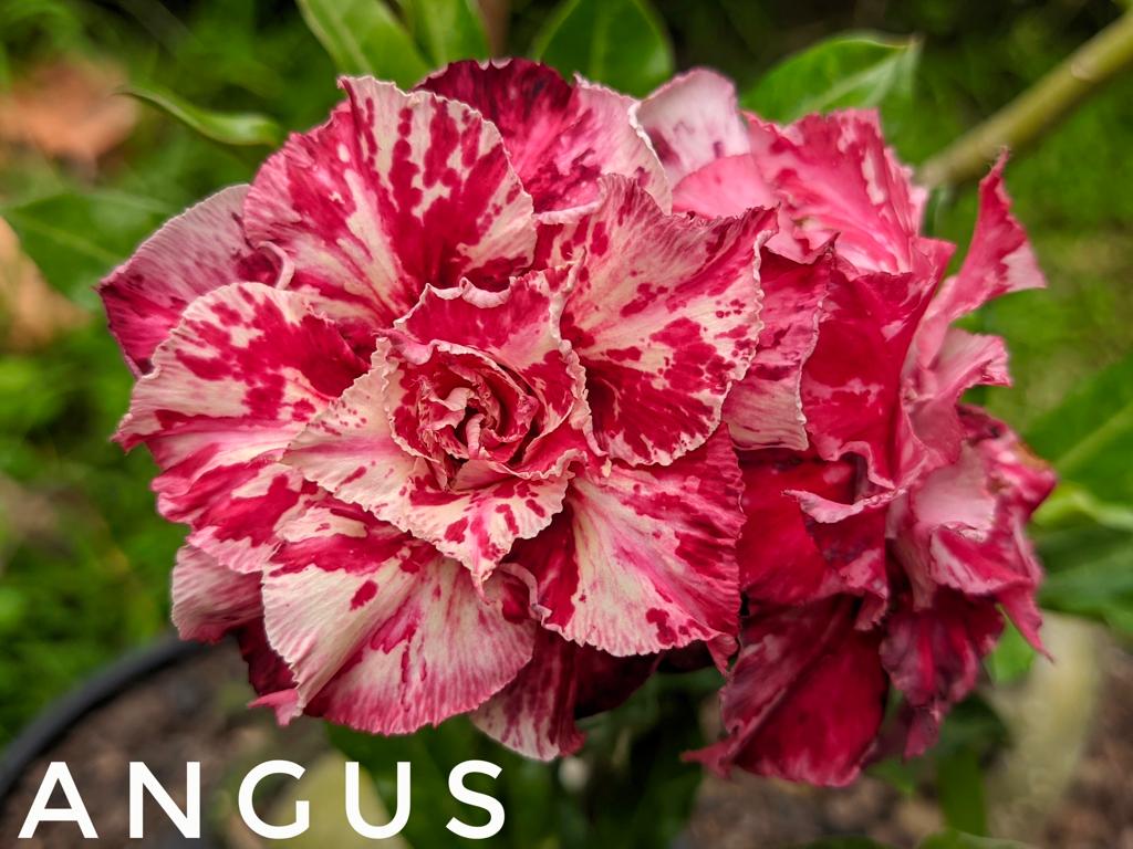 Avaria - Rosa do Deserto Angus
