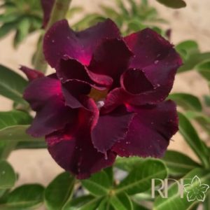 Avaria - Rosa do deserto Beterraba