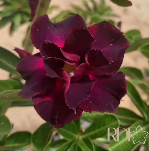 Avaria - Rosa do deserto Beterraba