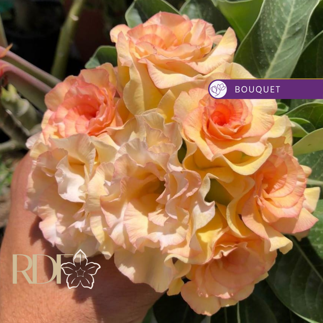 Avaria - Rosa do Deserto Sol Poente - Imagem 2