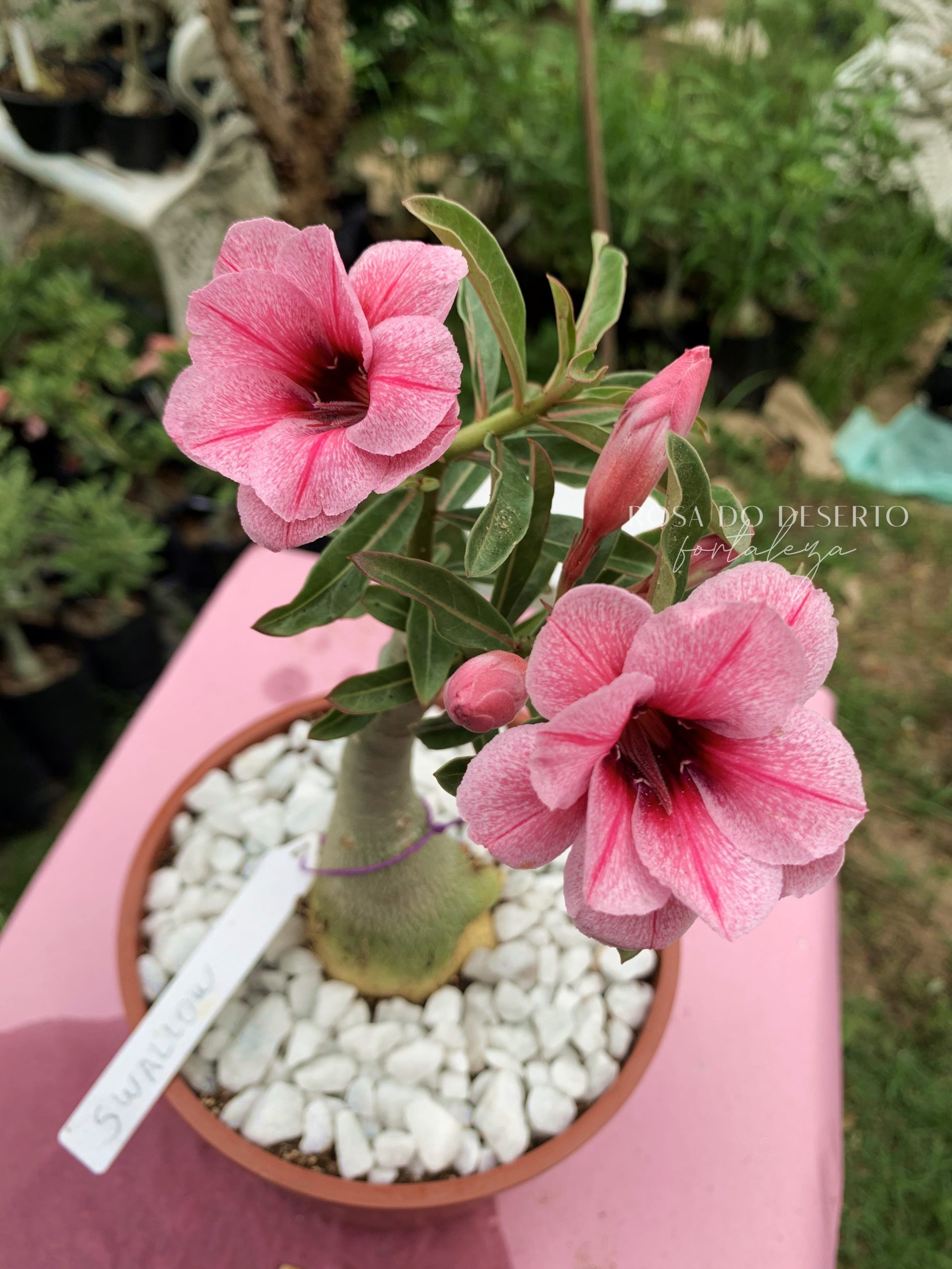 Avaria - Rosa do Deserto Swallow - Imagem 2