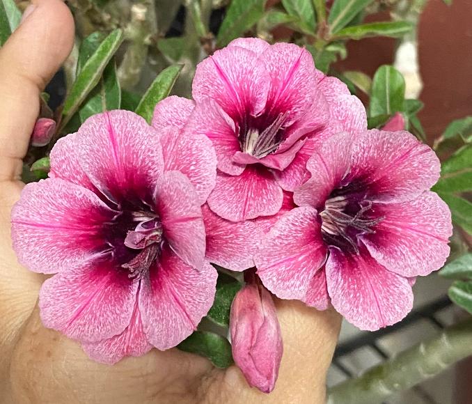 Avaria - Rosa do Deserto Swallow - Imagem 3