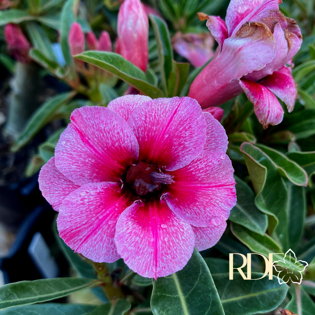 Avaria - Rosa do Deserto Swallow - Imagem 4