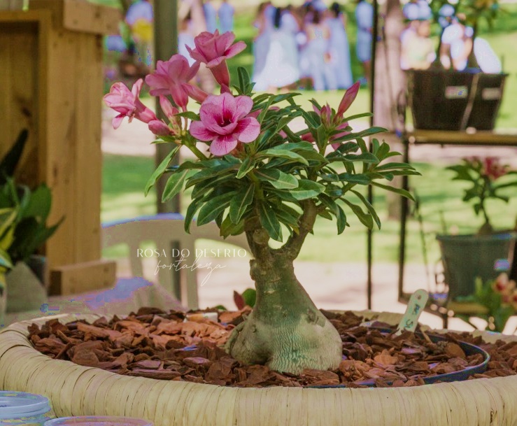 Avaria - Rosa do Deserto Swallow - Imagem 5