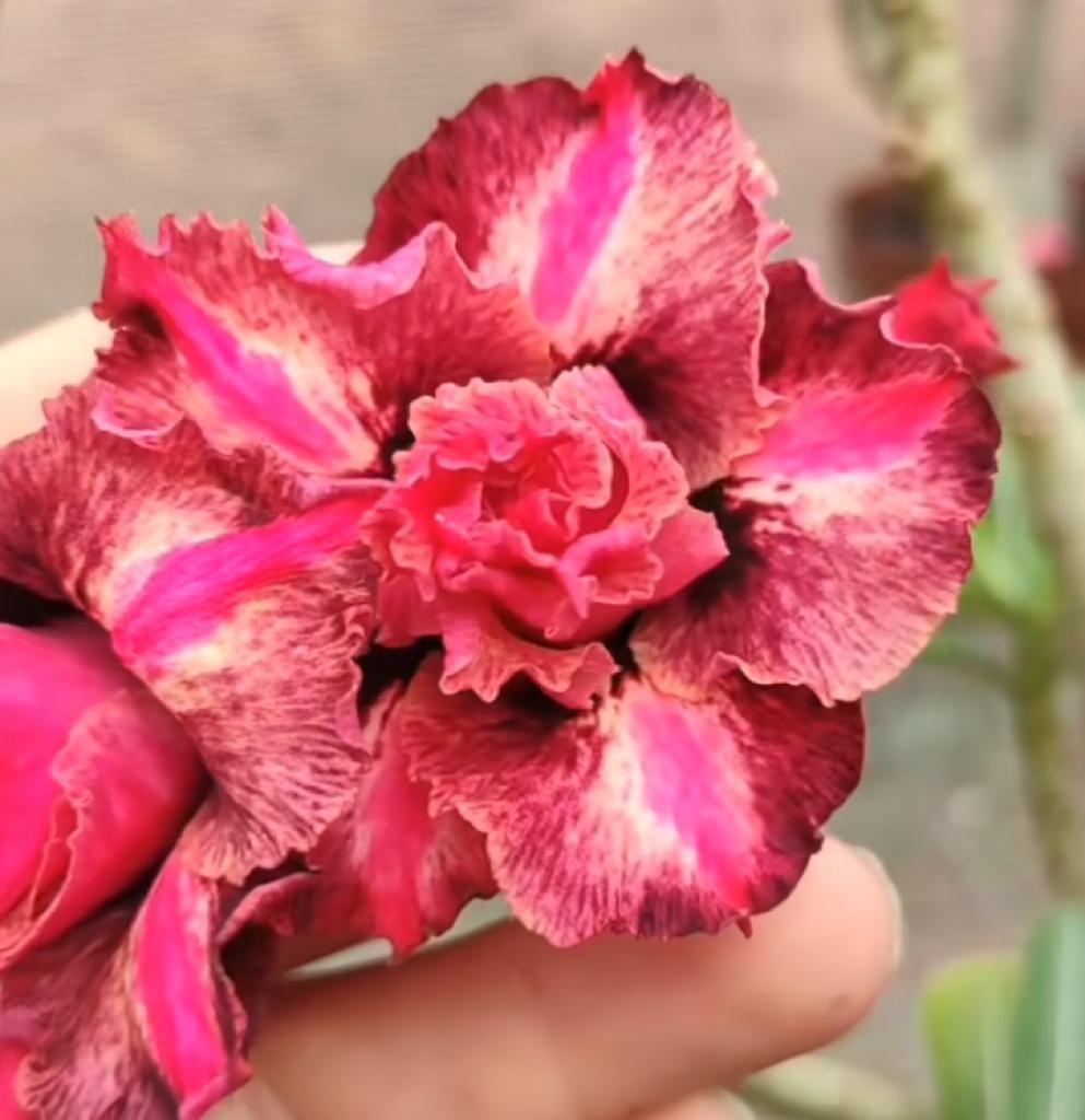 Avaria - Rosa do Deserto Samba