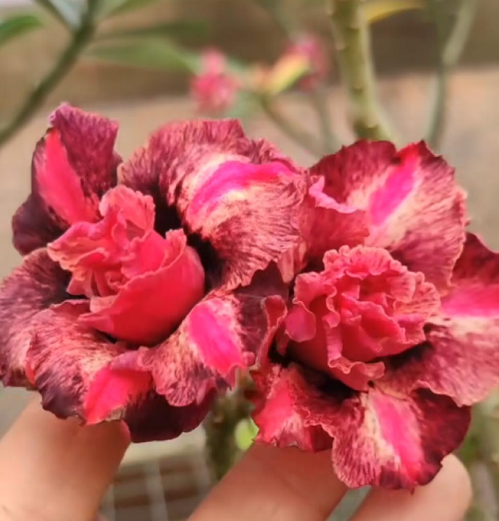 Avaria - Rosa do Deserto Samba - Imagem 2