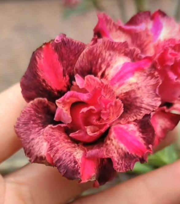Avaria - Rosa do Deserto Samba - Imagem 3