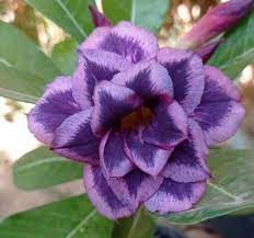 Avaria - Rosa do Deserto Sansão