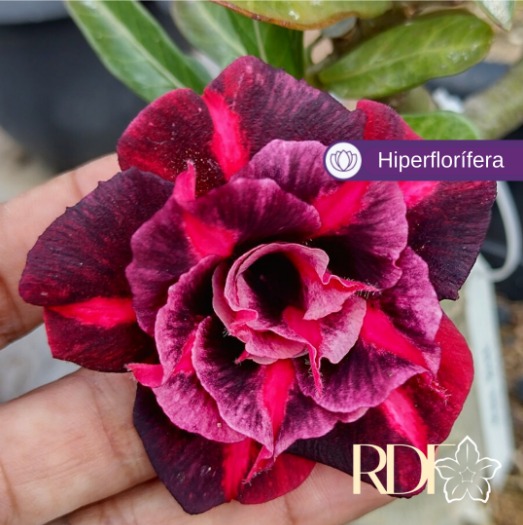 Avaria - Rosa do Deserto Mah Biee
