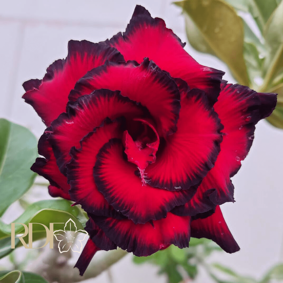 0408 06 Rosa do Deserto Blue Dragon - Imagem 2