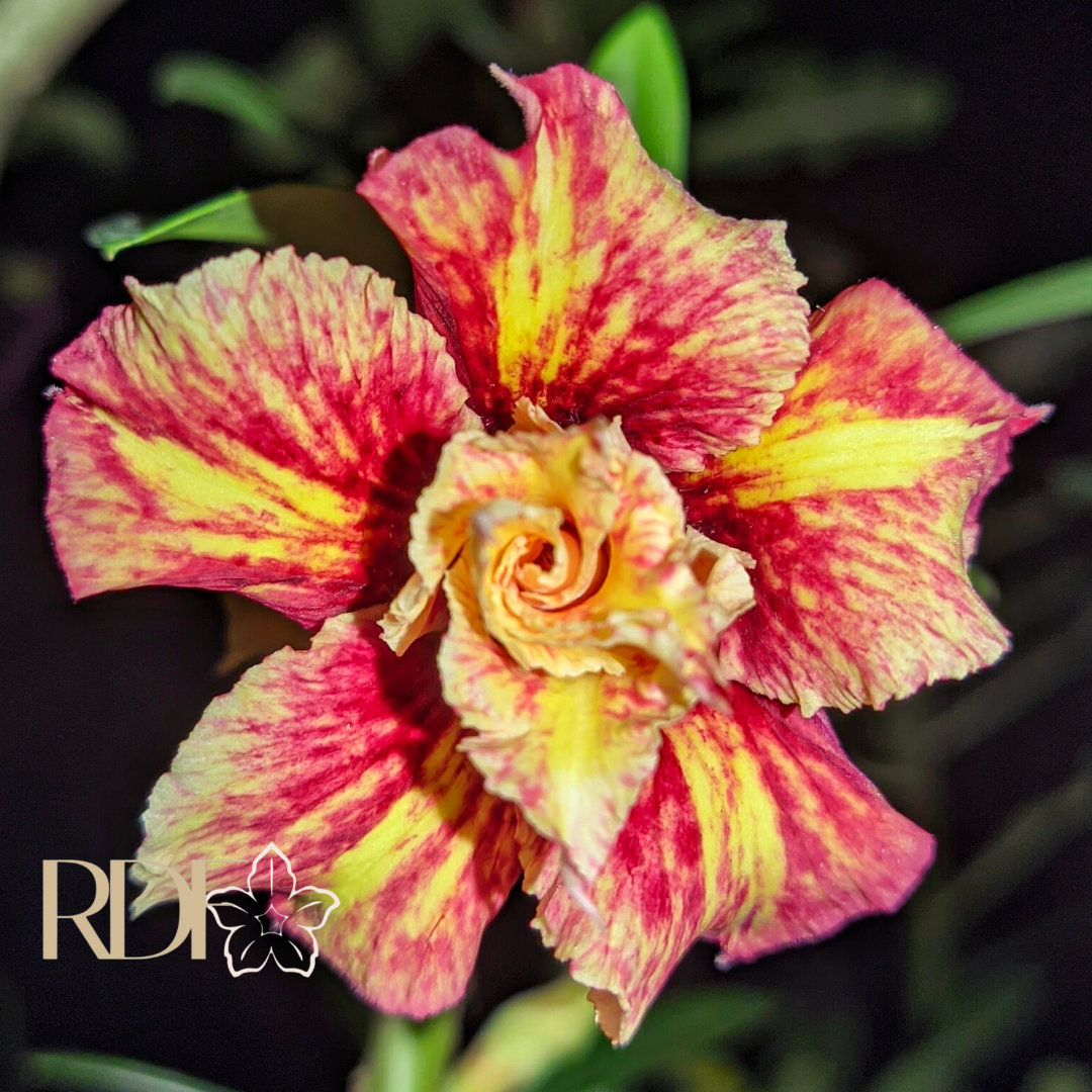 1408 42 Rosa do Deserto Mistral - Imagem 2
