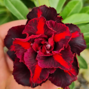 Avaria - Rosa do Deserto Volcano