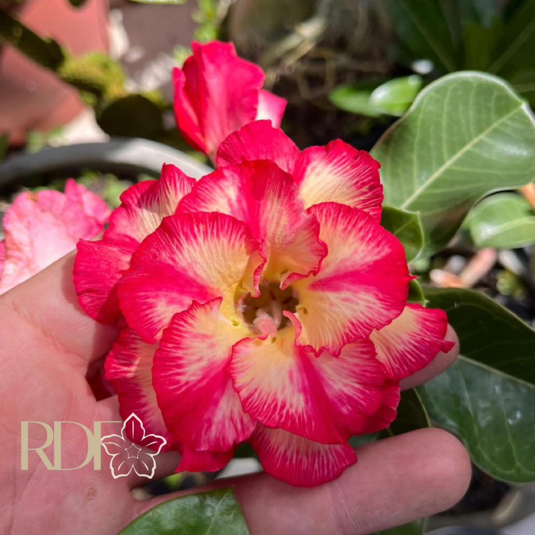 2708 41 Rosa do Deserto Paraibana - Imagem 2